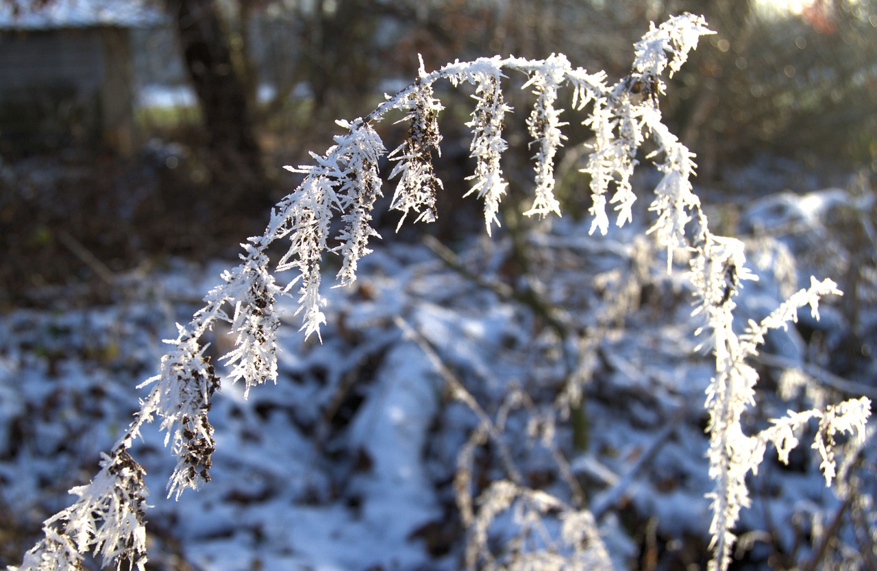 Чистка снега с растений и подвязка весной