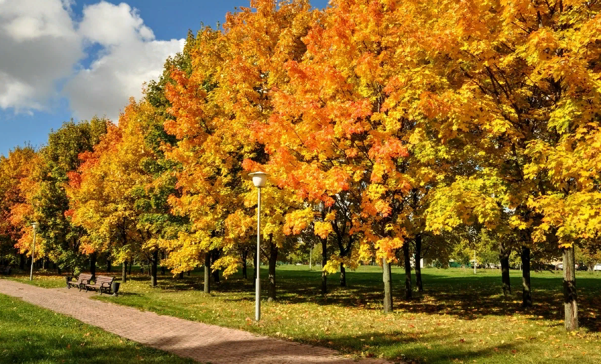 Лучшие 5 деревьев для озеленения городских парков и скверов