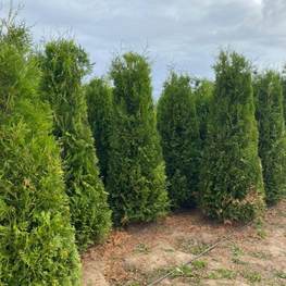 Туя западная Брабант (Brabant)