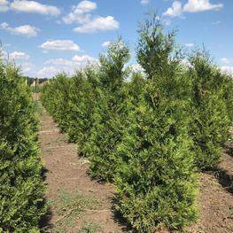 Туя западная Брабант (Brabant)
