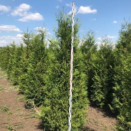 Туя западная Брабант (Brabant)