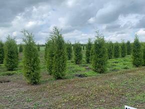 Туя западная Брабант (Brabant)