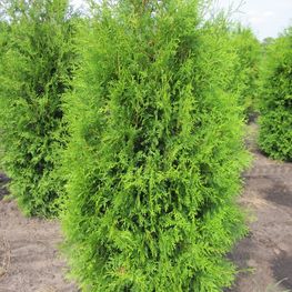 Туя западная Брабант (Brabant)