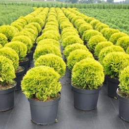 Туя западная Мариам (Mirjam)