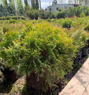 Туя западная Мариам (Mirjam)