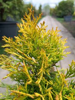 Туя западная Мариам (Mirjam)