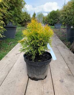 Туя западная Мариам (Mirjam)