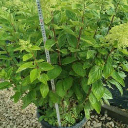 Гортензия метельчатая Меджикал Свит Саммер (Magical Sweet Summer)