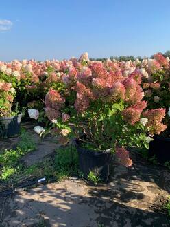 Гортензия метельчатая Меджикал Свит Саммер (Magical Sweet Summer)