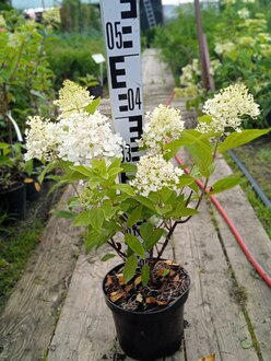 Гортензия метельчатая Меджикал Свит Саммер (Magical Sweet Summer)