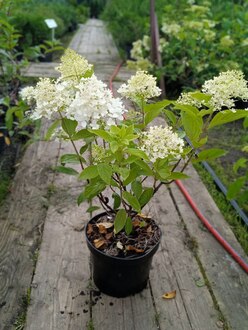 Гортензия метельчатая Меджикал Свит Саммер (Magical Sweet Summer)