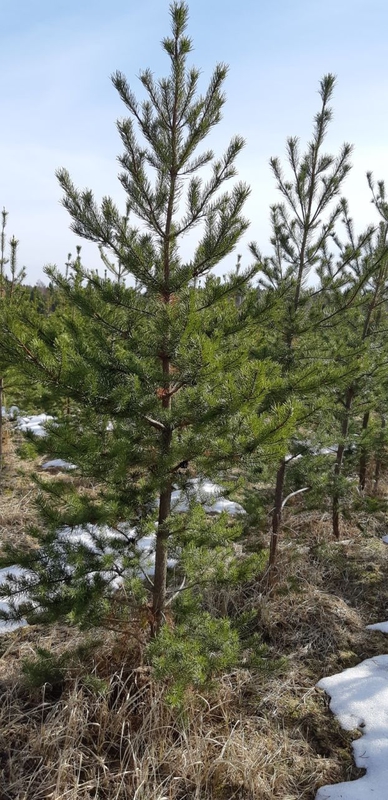 Сосна Банкса Пинус банксиана (Pinus banksiana)