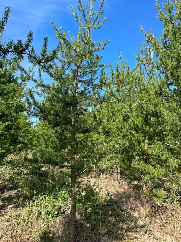 Сосна Банкса Пинус банксиана (Pinus banksiana)