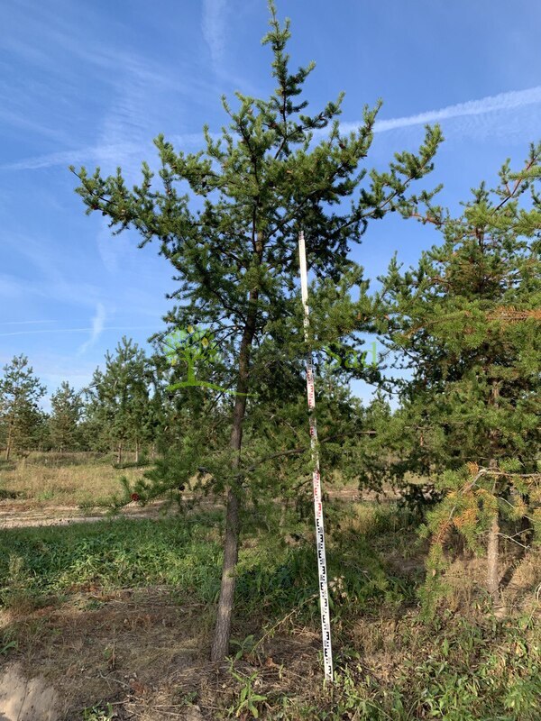 Сосна Банкса Пинус банксиана (Pinus banksiana)