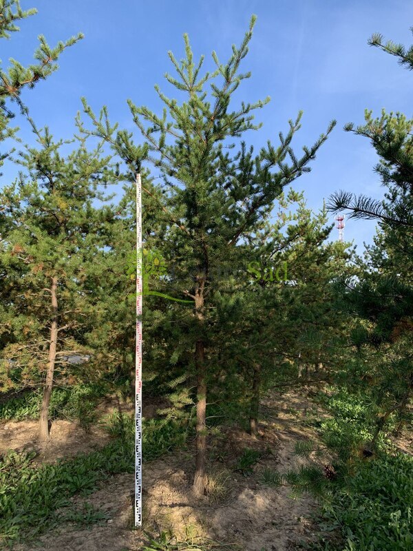 Сосна Банкса Пинус банксиана (Pinus banksiana)