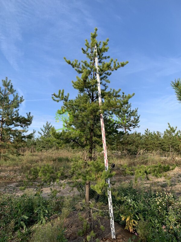 Сосна Банкса Пинус банксиана (Pinus banksiana)