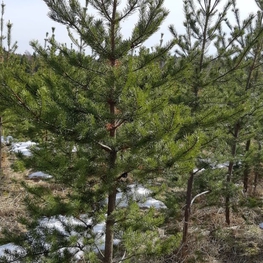 Сосна Банкса Пинус банксиана (Pinus banksiana)