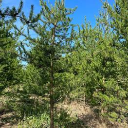 Сосна Банкса "Pinus banksiana"