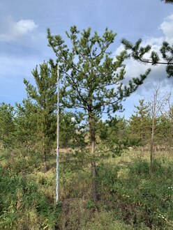 Сосна Банкса Пинус банксиана (Pinus banksiana)