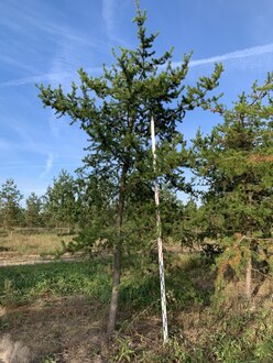 Сосна Банкса Пинус банксиана (Pinus banksiana)
