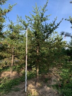 Сосна Банкса Пинус банксиана (Pinus banksiana)