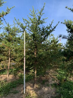 Сосна Банкса Пинус банксиана (Pinus banksiana)