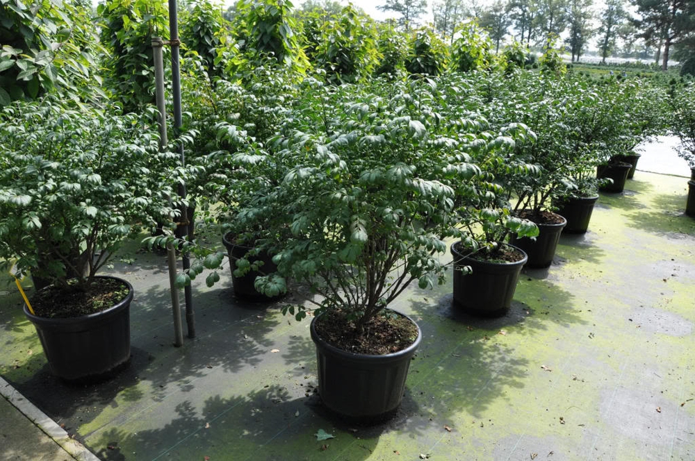 Бересклет крылатый Компактус (Compactus)