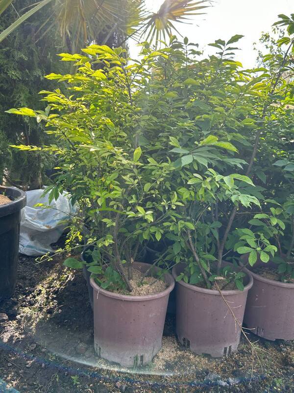 Бересклет крылатый Компактус (Compactus)