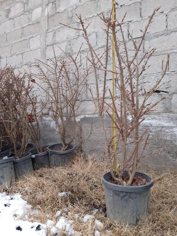 Бересклет крылатый Компактус (Compactus)