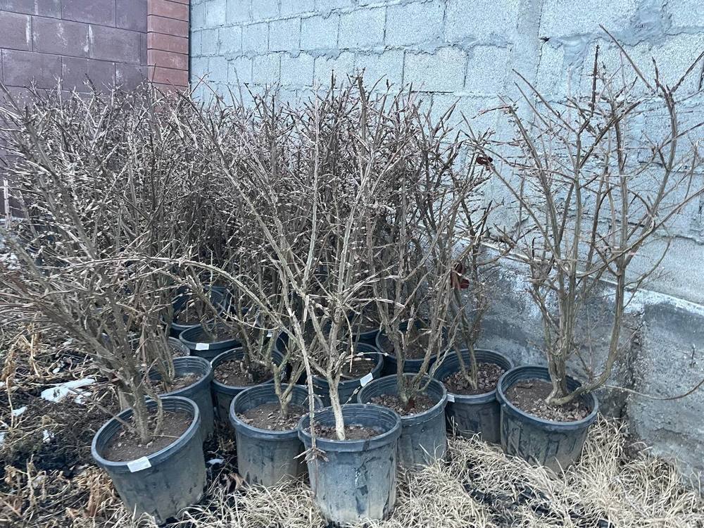 Бересклет крылатый Компактус (Compactus)