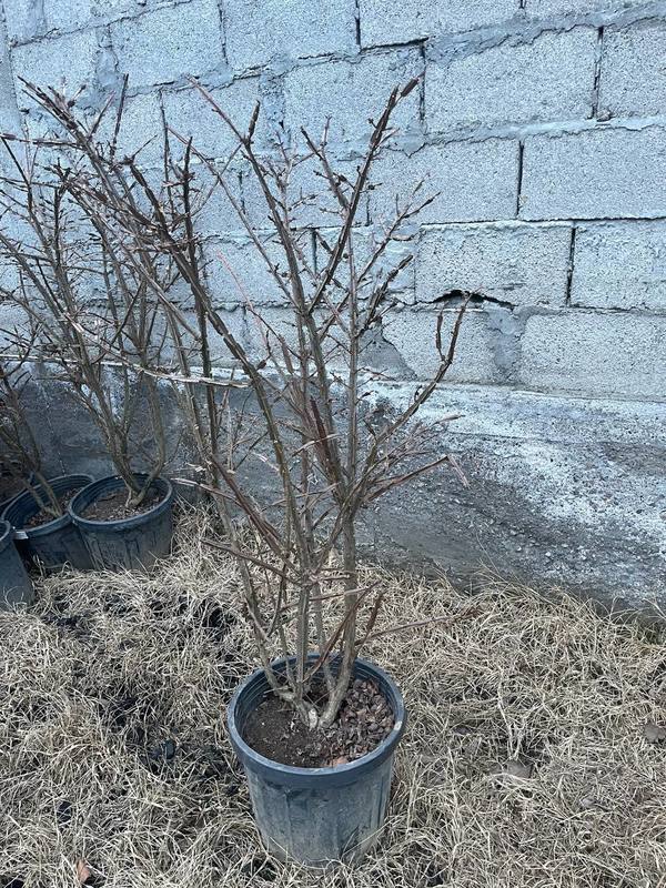 Бересклет крылатый Компактус (Compactus)