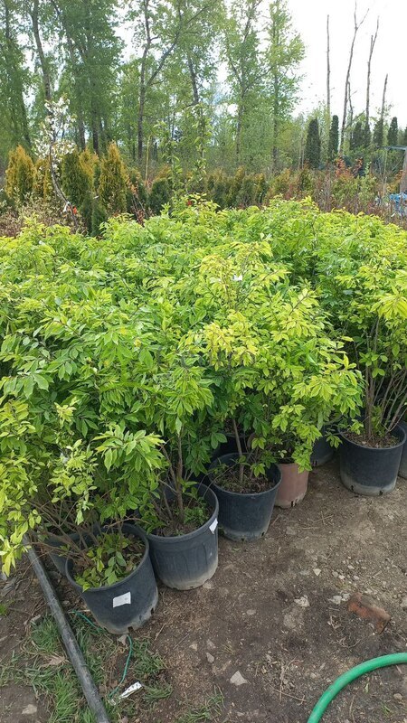 Бересклет крылатый Компактус (Compactus)