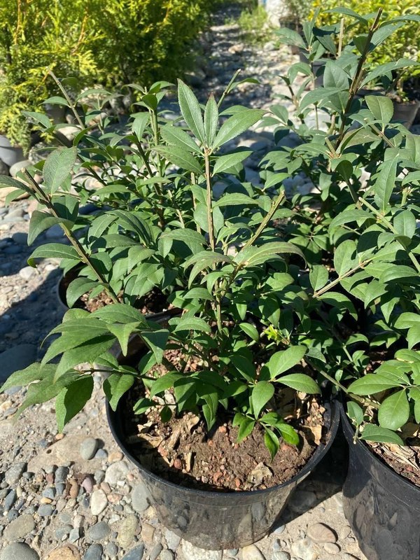 Бересклет крылатый Компактус (Compactus)