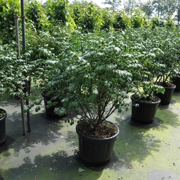 Бересклет крылатый Компактус (Compactus)