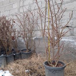 Бересклет крылатый Компактус (Compactus)