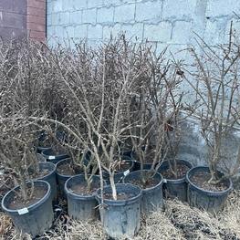 Бересклет крылатый Компактус (Compactus)