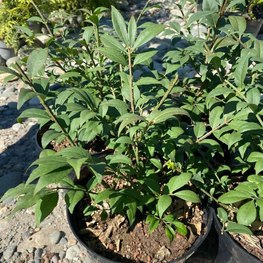 Бересклет крылатый Компактус (Compactus)