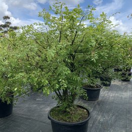 Бересклет крылатый Эвонимус алатус (Euonymus alatus)