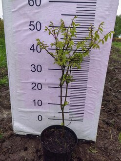 Бересклет крылатый Эвонимус алатус (Euonymus alatus)