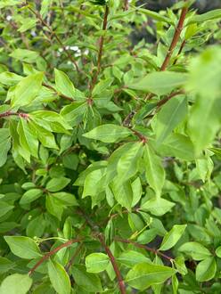 Бересклет крылатый Эвонимус алатус (Euonymus alatus)