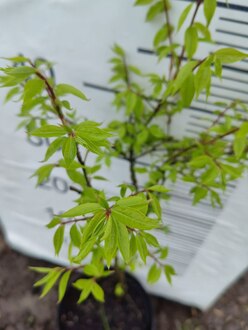 Бересклет крылатый Эвонимус алатус (Euonymus alatus)