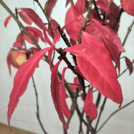 Бересклет крылатый Эвонимус алатус (Euonymus alatus)