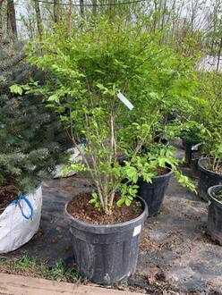 Бересклет крылатый Эвонимус алатус (Euonymus alatus)