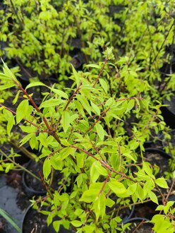Бересклет крылатый Эвонимус алатус (Euonymus alatus)