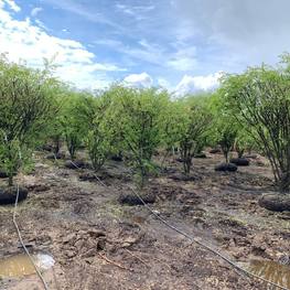 Бересклет крылатый Эвонимус алатус (Euonymus alatus)