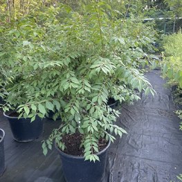 Бересклет крылатый Эвонимус алатус (Euonymus alatus)