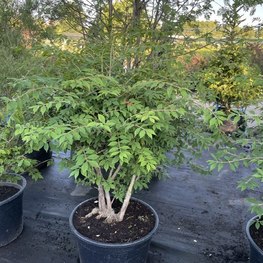 Бересклет крылатый Эвонимус алатус (Euonymus alatus)