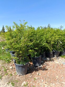 Бересклет крылатый Эвонимус алатус (Euonymus alatus)