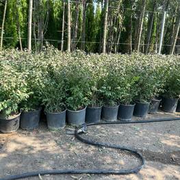 Бересклет крылатый Эвонимус алатус (Euonymus alatus)