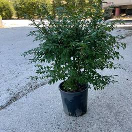 Бересклет крылатый Эвонимус алатус (Euonymus alatus)